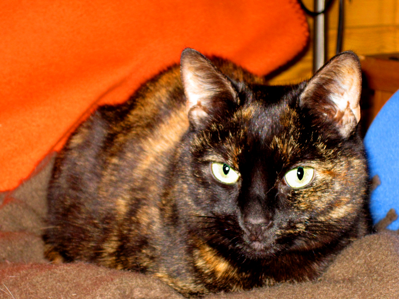 tortie cat